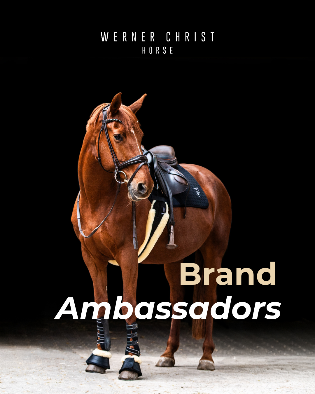 brauner Pferd